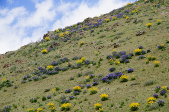Lupin & Arrowleaf Balsomroot Democrat Gulch_DSC0382-2